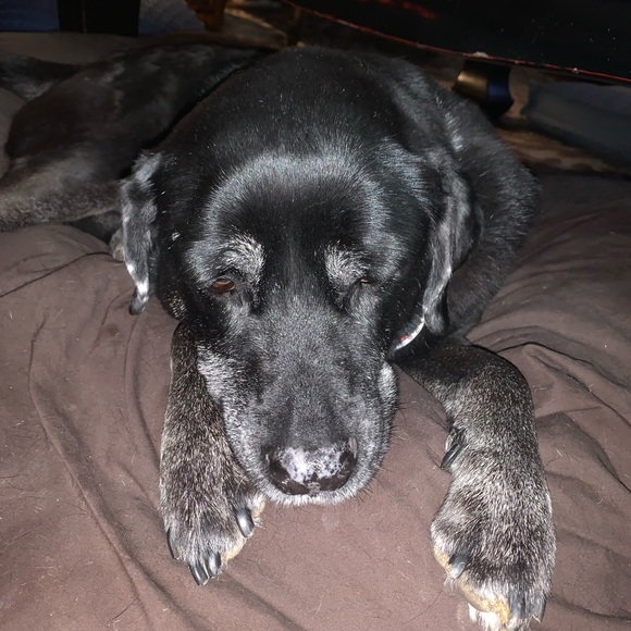 Meet your Posher, Roxy - Picture 3 of 4